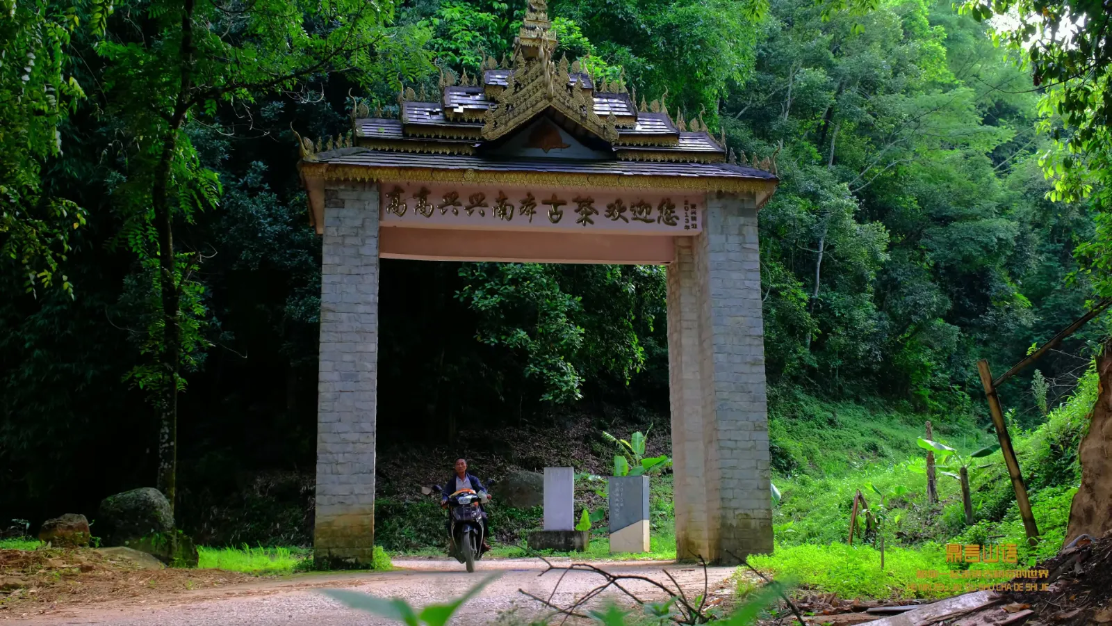 云南南本老寨古茶园