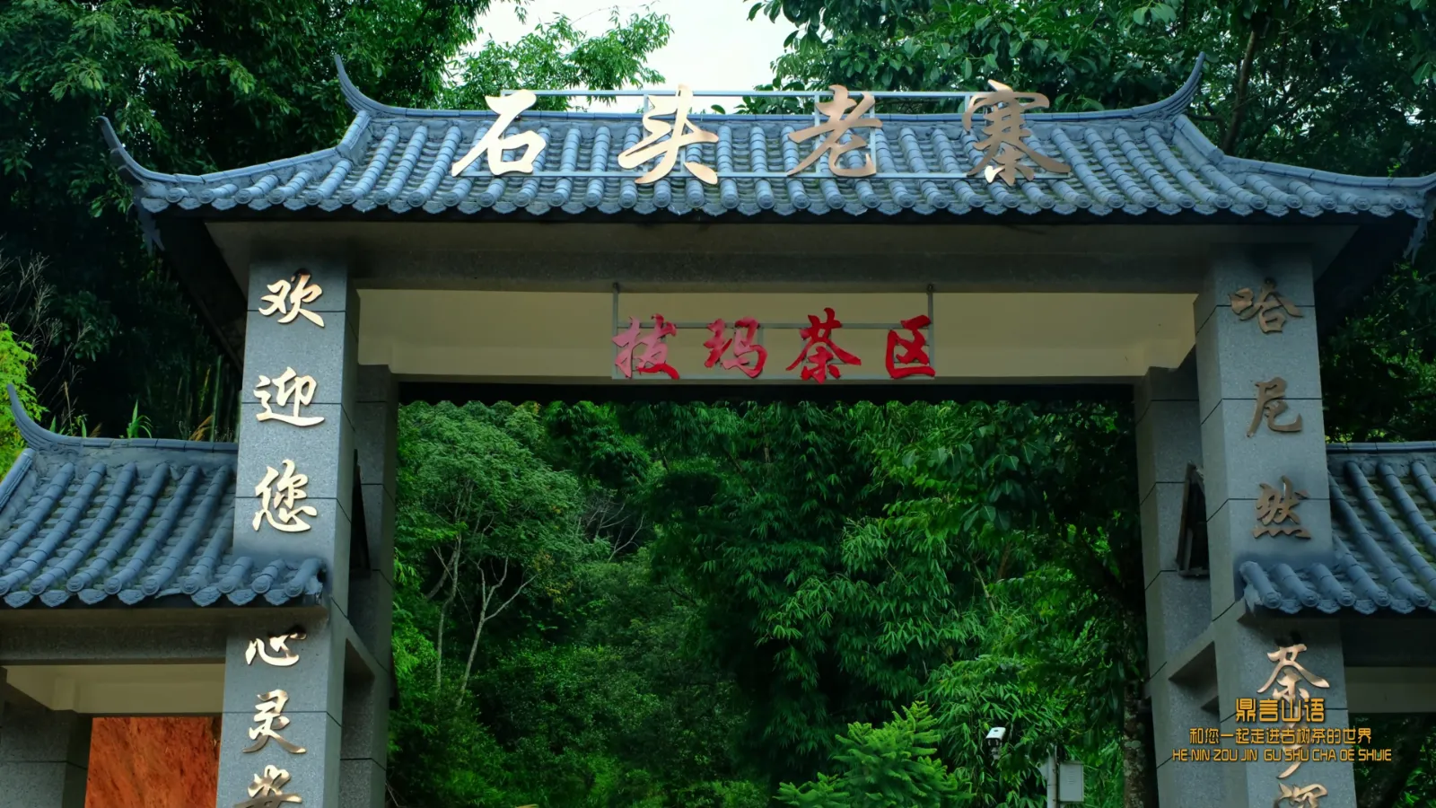 云南南糯山古茶园