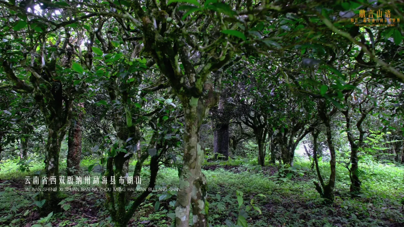 云南布朗山古茶园