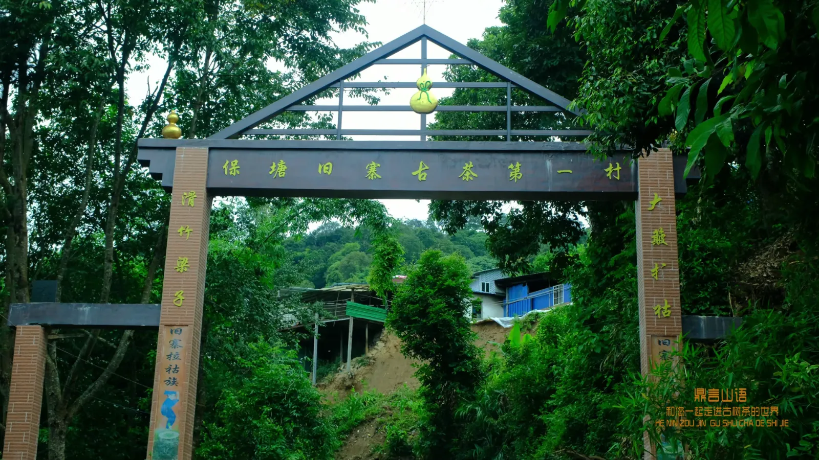 云南滑竹梁子古茶园